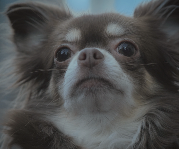 動物,犬,猫,しつけ,飼い方,育て方,病気,健康