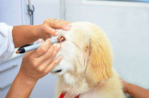 動物,犬,猫,しつけ,飼い方,育て方,病気,健康