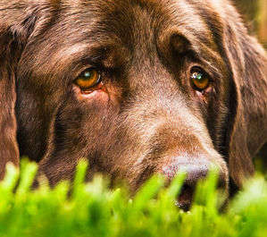 動物,犬,猫,しつけ,飼い方,育て方,病気,健康
