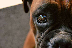 動物,犬,猫,しつけ,飼い方,育て方,病気,健康