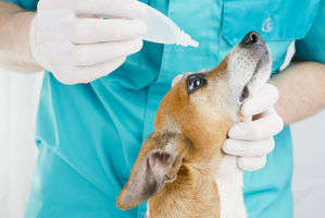 動物,犬,猫,しつけ,飼い方,育て方,病気,健康