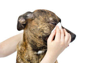 動物,犬,猫,しつけ,飼い方,育て方,病気,健康