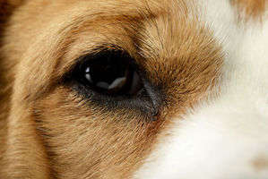 動物,犬,猫,しつけ,飼い方,育て方,病気,健康