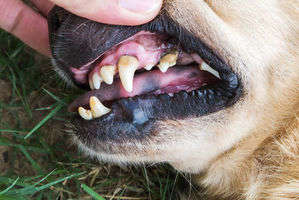 動物,犬,猫,しつけ,飼い方,育て方,病気,健康