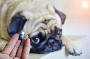 動物,犬,猫,しつけ,飼い方,育て方,病気,健康