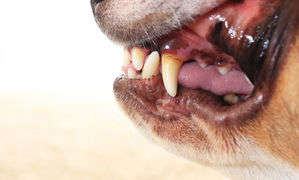 動物,犬,猫,しつけ,飼い方,育て方,病気,健康