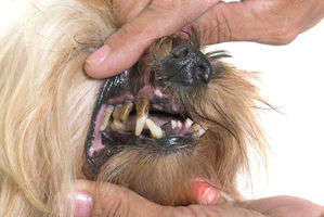 動物,犬,猫,しつけ,飼い方,育て方,病気,健康