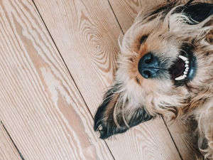 動物,犬,猫,しつけ,飼い方,育て方,病気,健康