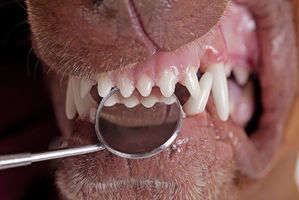 動物,犬,猫,しつけ,飼い方,育て方,病気,健康