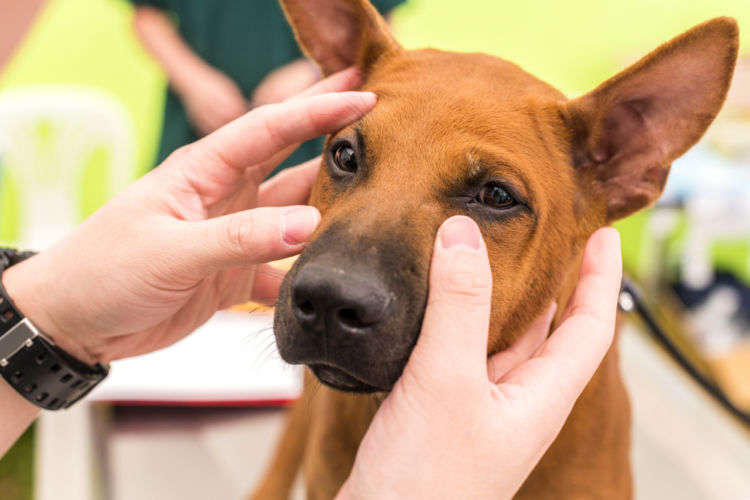 【獣医師監修】犬が目やにが出ている。この症状から考えられる原因や病気は?