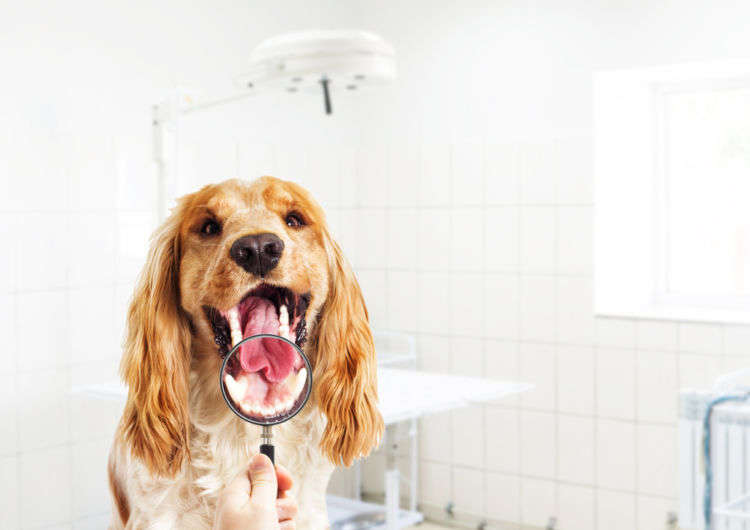 【獣医師監修】犬の歯の色がヘン。この症状から考えられる原因や病気は?