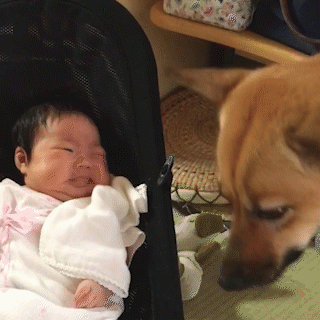 動物,犬,猫,しつけ,飼い方,育て方,病気,健康