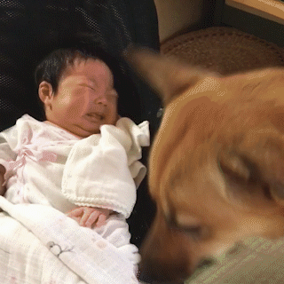 動物,犬,猫,しつけ,飼い方,育て方,病気,健康