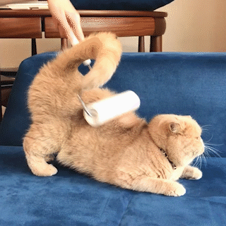 動物,犬,猫,しつけ,飼い方,育て方,病気,健康