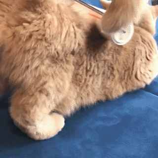 動物,犬,猫,しつけ,飼い方,育て方,病気,健康