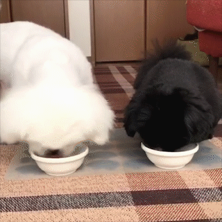 動物,犬,猫,しつけ,飼い方,育て方,病気,健康