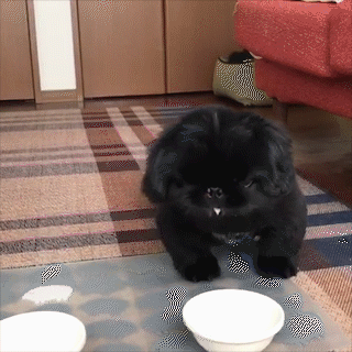動物,犬,猫,しつけ,飼い方,育て方,病気,健康