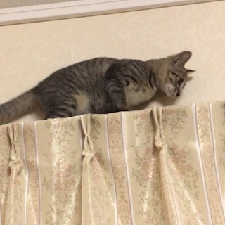 動物,犬,猫,しつけ,飼い方,育て方,病気,健康