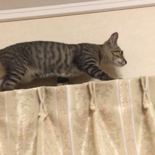 動物,犬,猫,しつけ,飼い方,育て方,病気,健康