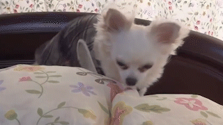 動物,犬,猫,しつけ,飼い方,育て方,病気,健康