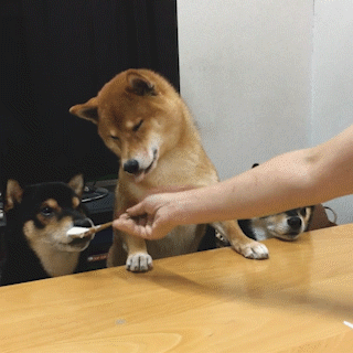 動物,犬,猫,しつけ,飼い方,育て方,病気,健康