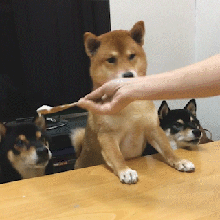 動物,犬,猫,しつけ,飼い方,育て方,病気,健康