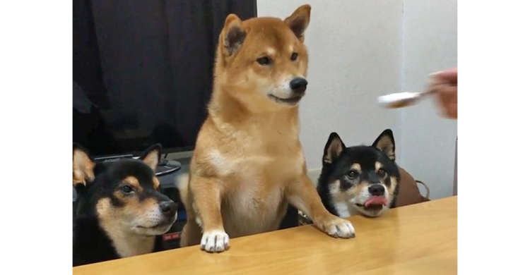 【年功序列♡】背筋を伸ばし、猛烈に『ヨーグルト食べたい』アピールする柴犬の末っ子! → でも…(笑)