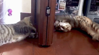 動物,犬,猫,しつけ,飼い方,育て方,病気,健康