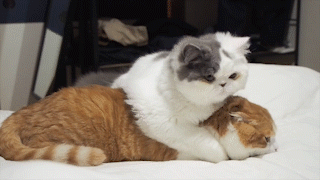 動物,犬,猫,しつけ,飼い方,育て方,病気,健康