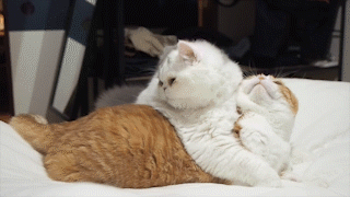 動物,犬,猫,しつけ,飼い方,育て方,病気,健康