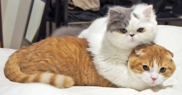 相方に覆いかぶさり 離れようとしないニャンコさん 恋人同士もビックリな深い愛情にキュン 34秒 Peco ペコ