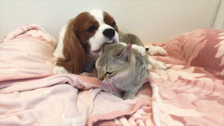 動物,犬,猫,しつけ,飼い方,育て方,病気,健康