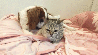 動物,犬,猫,しつけ,飼い方,育て方,病気,健康