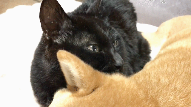 動物,犬,猫,しつけ,飼い方,育て方,病気,健康