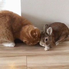 動物,犬,猫,しつけ,飼い方,育て方,病気,健康