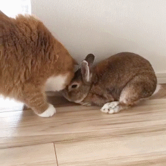 動物,犬,猫,しつけ,飼い方,育て方,病気,健康