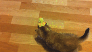 動物,犬,猫,しつけ,飼い方,育て方,病気,健康