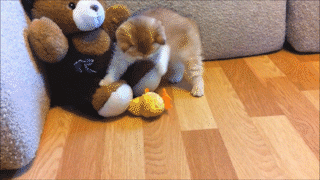 動物,犬,猫,しつけ,飼い方,育て方,病気,健康