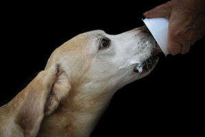 動物,犬,猫,しつけ,飼い方,育て方,病気,健康