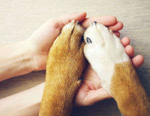 動物,犬,猫,しつけ,飼い方,育て方,病気,健康