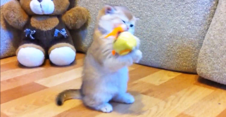 ひよこのオモチャと出会った子猫ちゃん! ドキドキしながら、パンチしたりカミカミしたりする姿が…♡