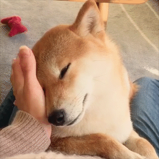 動物,犬,猫,しつけ,飼い方,育て方,病気,健康