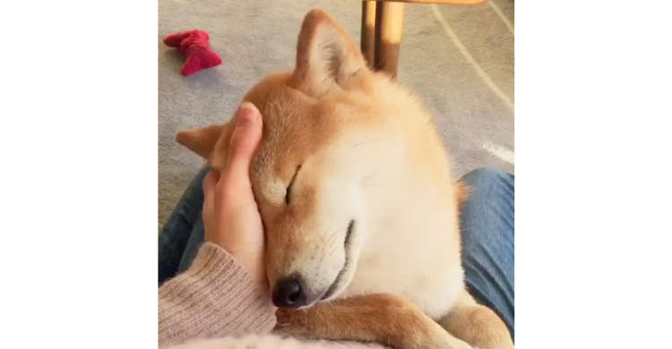 飼い主さんの優しいナデナデにうっとり♡ 柴犬のとろけきった表情に、胸キュンが止まらない(*´Д`)!
