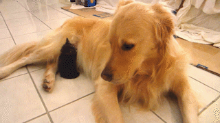 動物,犬,猫,しつけ,飼い方,育て方,病気,健康