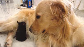 動物,犬,猫,しつけ,飼い方,育て方,病気,健康
