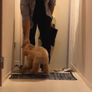動物,犬,猫,しつけ,飼い方,育て方,病気,健康