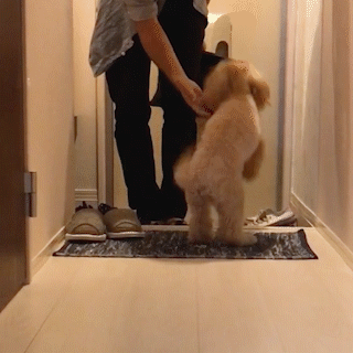 動物,犬,猫,しつけ,飼い方,育て方,病気,健康