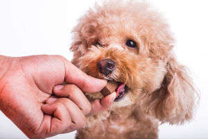 動物,犬,猫,しつけ,飼い方,育て方,病気,健康