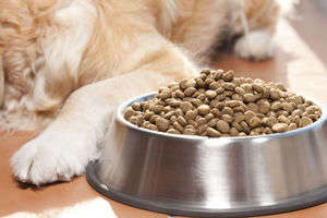 動物,犬,猫,しつけ,飼い方,育て方,病気,健康