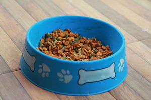 動物,犬,猫,しつけ,飼い方,育て方,病気,健康